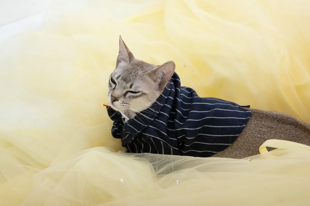 フォトスタジオでの猫撮影のプロ技と安心準備ガイド